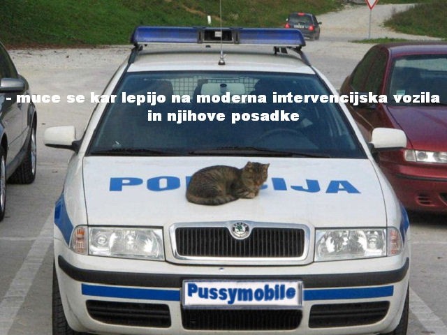 Police - foto povečava