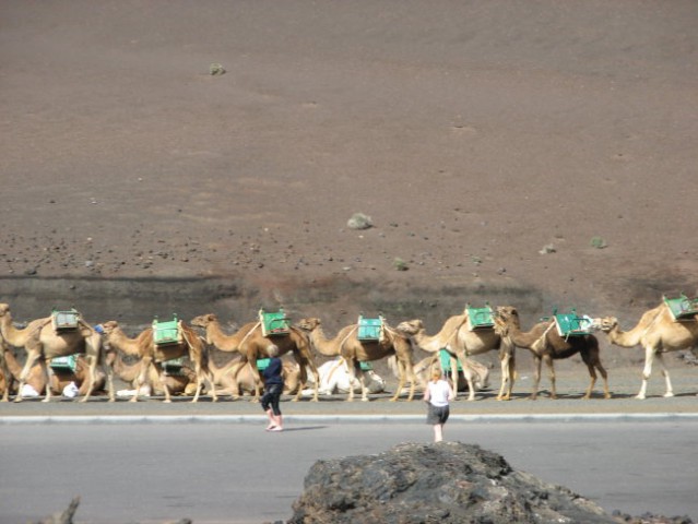 Prevozno sredstvo - kamele