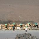prevozno sredstvo - kamele