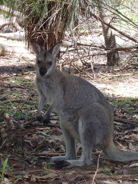 WARATAH PARK - Aussie zivotinjsko carstvo - foto