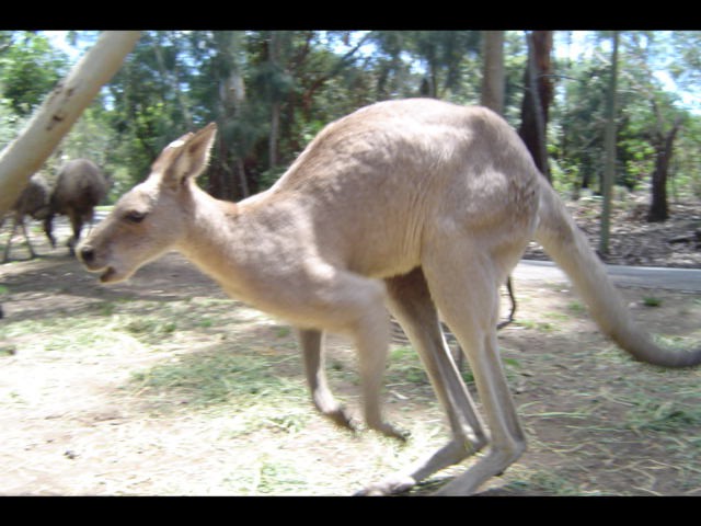 WARATAH PARK - Aussie zivotinjsko carstvo - foto povečava