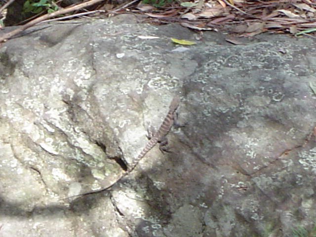 LAKE PARRAMATTA RESERVE - foto povečava