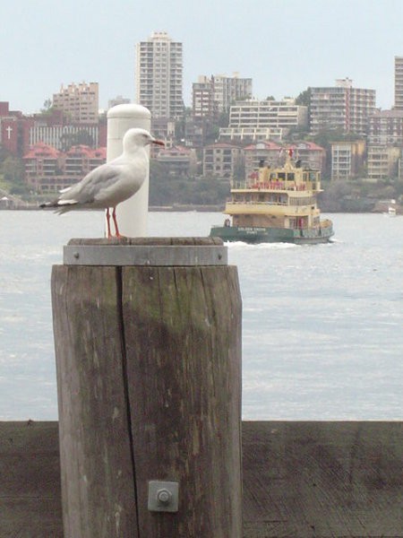 SYDNEY - foto povečava