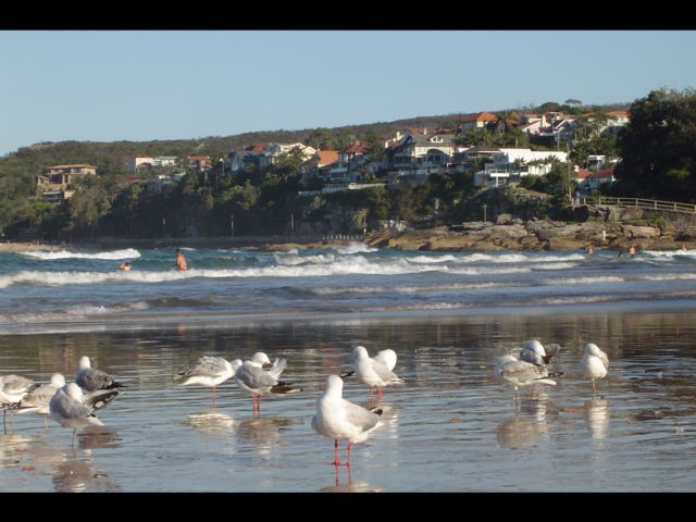 BEACHES - Bondi, Manly, Coogge - foto povečava