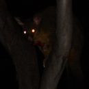 Possum in the dark