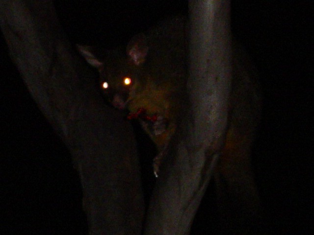 Possum in the dark