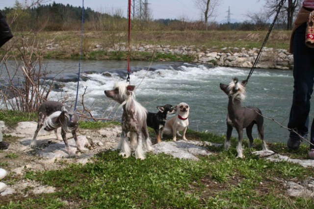 Kitajska druščina - foto