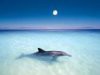 Delfin - foto povečava