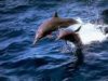 Delfin - foto