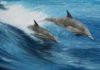 Delfin - foto povečava