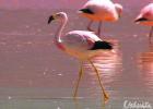 Flamingo - foto povečava