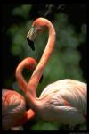 Flamingo - foto