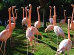 Flamingo - foto povečava