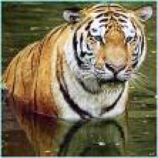 Tiger - foto