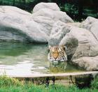Tiger - foto
