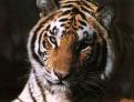 Tiger - foto povečava
