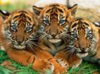 Tiger - foto povečava
