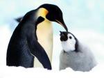 Pingvin - foto povečava