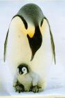 Pingvin - foto povečava
