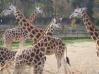 žirafa - foto povečava