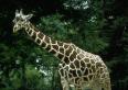 žirafa - foto