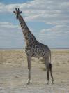 žirafa - foto povečava