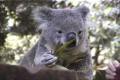 Koala - foto povečava
