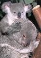 Koala - foto povečava