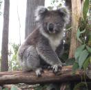 Koala - foto