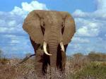 Slon - foto povečava
