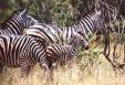 Zebra - foto