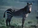 Zebra - foto povečava