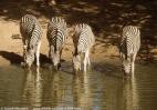 Zebra - foto povečava