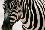 Zebra - foto
