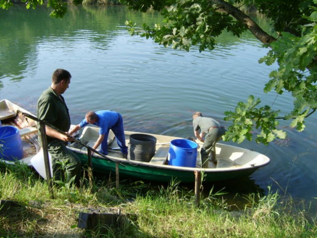 Vlaganje  merskih potočnic v Ljubljanico 2005 (2)