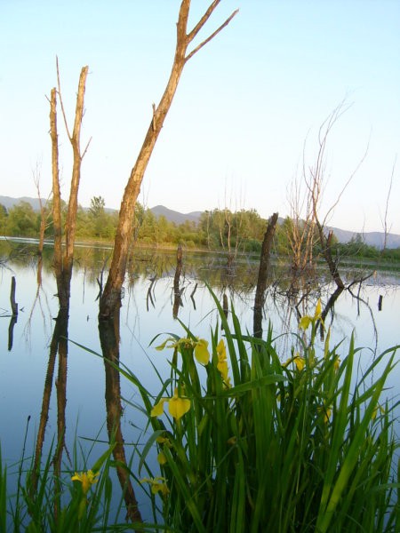 Fotke Lupo - foto povečava