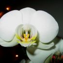 NOVA, (st.01) moja prva orhideja
januar 2005