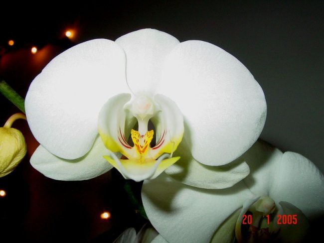 NOVA, (st.01) moja prva orhideja
januar 2005
