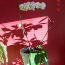 (st.01), moja prva orhideja ponovno zacvetela, februar 2006