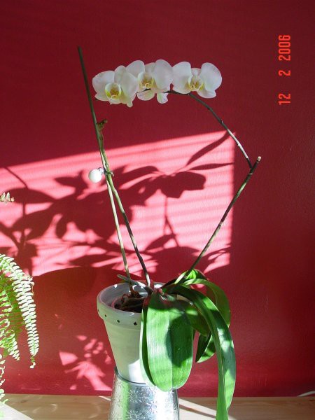 (st.01), moja prva orhideja ponovno zacvetela, februar 2006