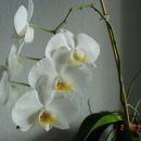 (st.01), moja prva orhideja
ponovno cveti 
MAR 2007