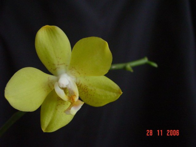 (st.02), ponovno cveti NOV 2006
