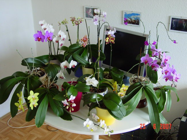 15 cvetecih, junij 2007
