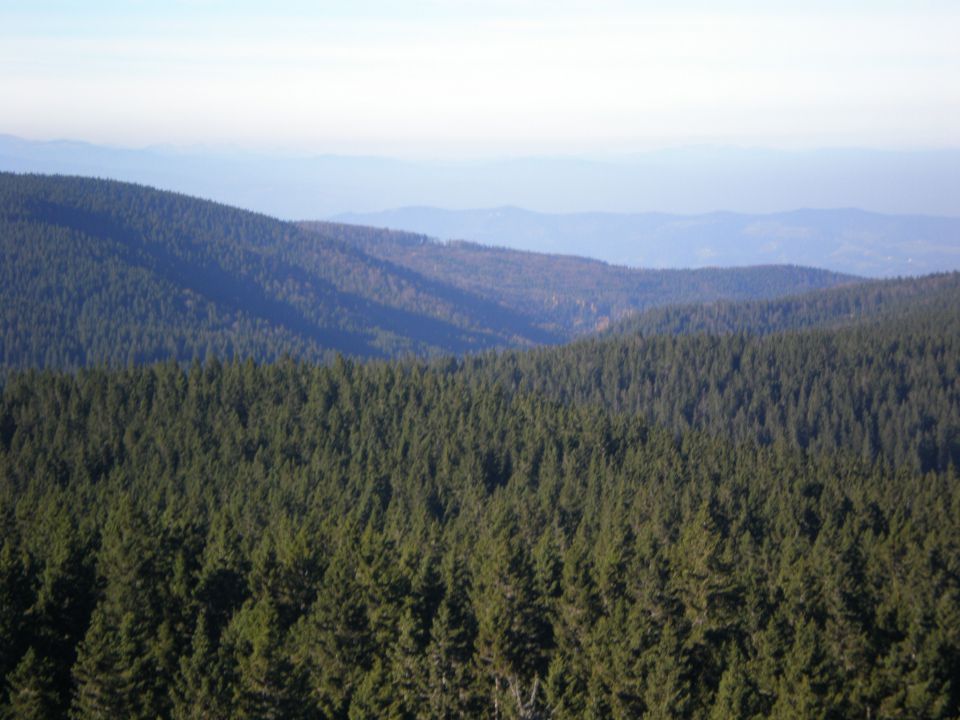 Vule buba u EU - foto povečava