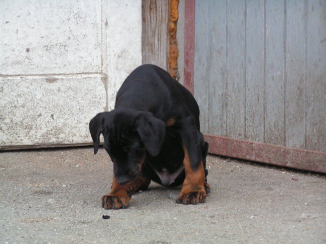 pojdi stran smet jaz sem doberman grrr
