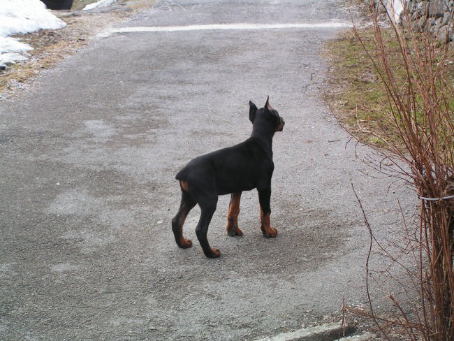 Doby - foto povečava