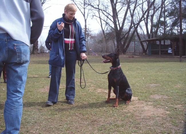 Doberman - foto povečava