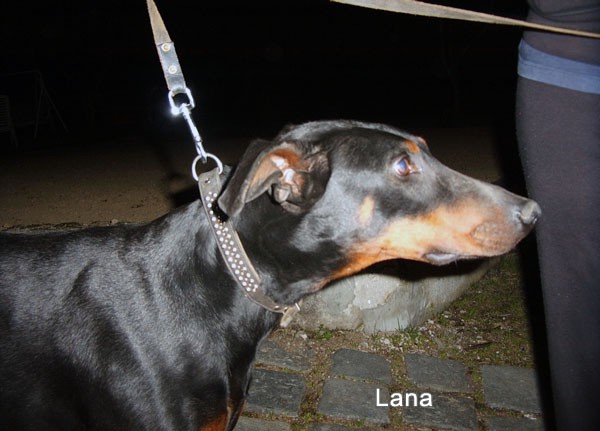 Dobermanka Lana - foto povečava