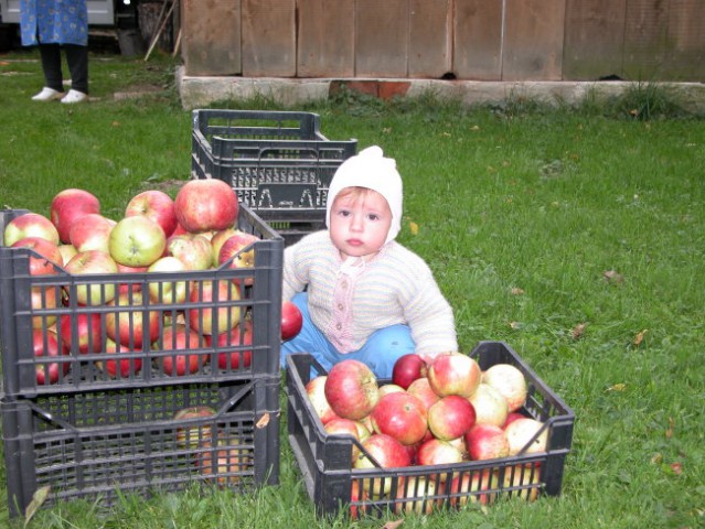 Poglejte, koliko jabolk sem nabrala.