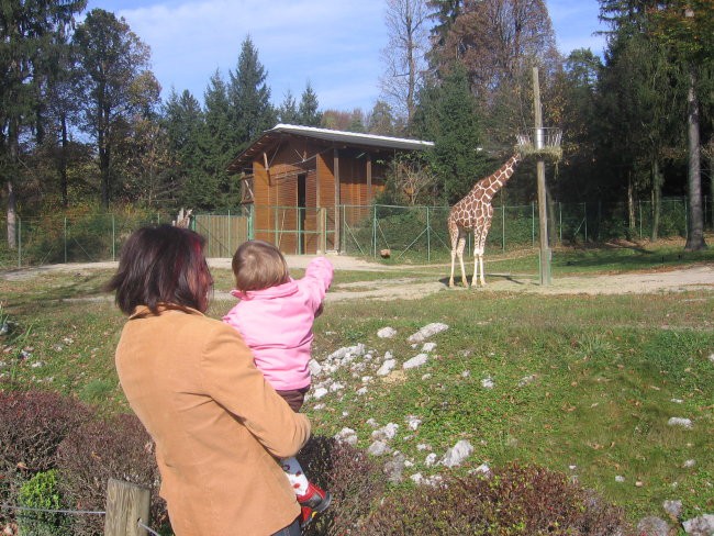 Mami, poglej, žirafa